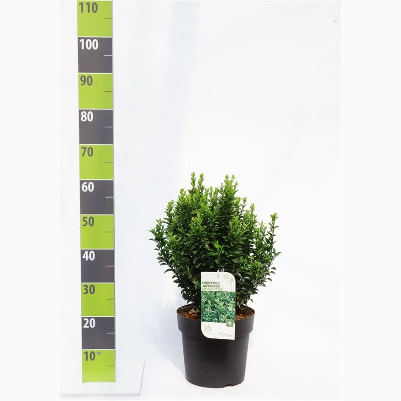 Japansk benved – Euonymus japonicus 'Green Spire' - C7.5 40-60 CM